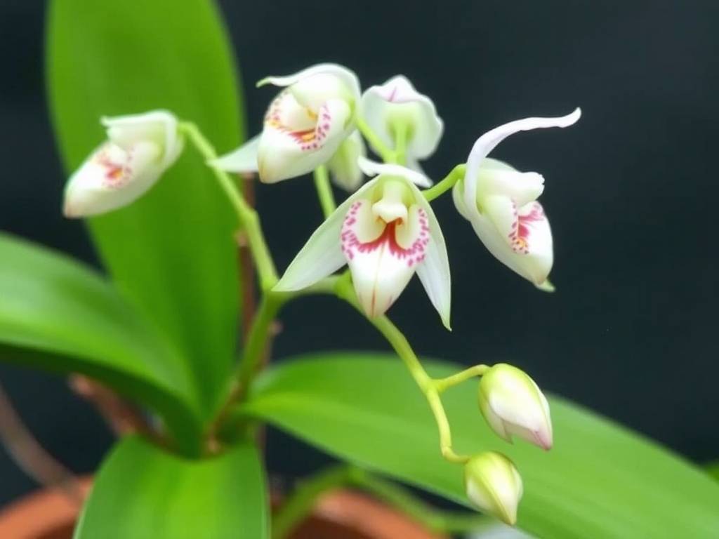 How to Prevent & Control Indoor Brassavola Orchid Pests & Diseases: Measures for Powdery Mildew, Thrips How to Prevent & Control Indoor Brassavola Orchid Pests & Diseases: Measures for Powdery Mildew, Thrips