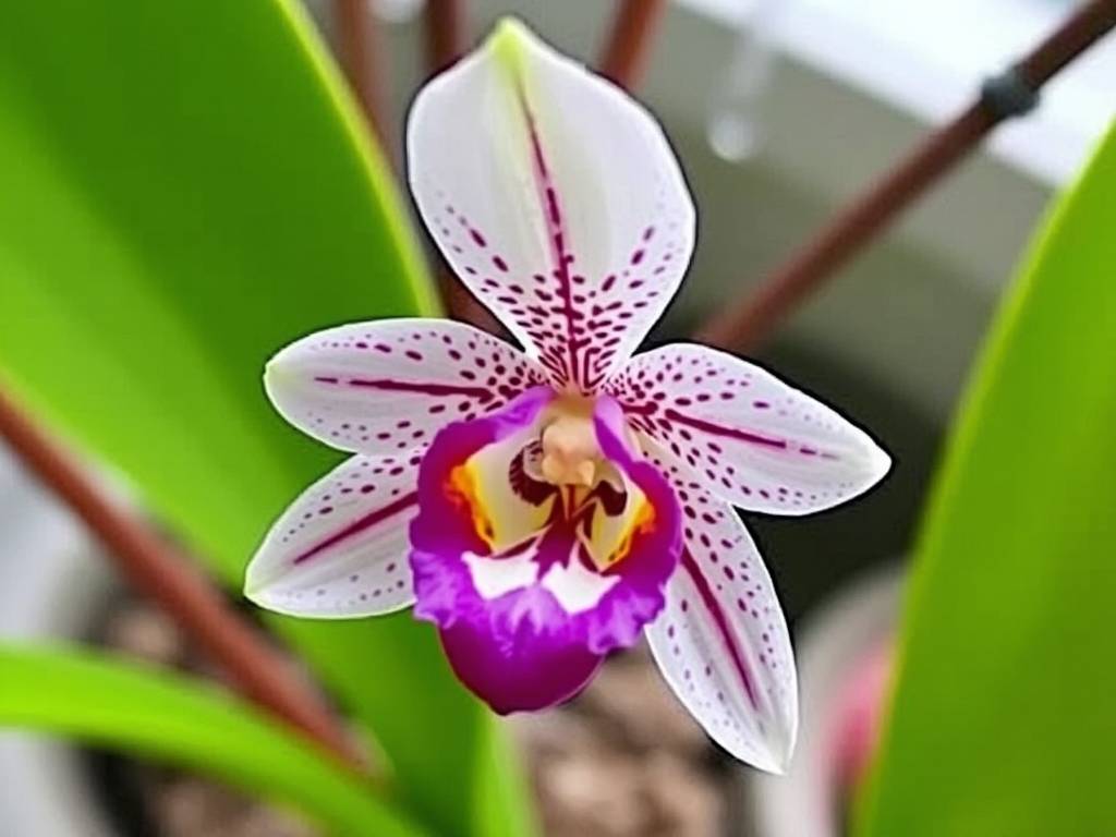 How to Prevent & Control Indoor Angraecum Orchid Pests & Diseases: Guide for Bacterial Blight, Thrips How to Prevent & Control Indoor Angraecum Orchid Pests & Diseases: Guide for Bacterial Blight, Thrips